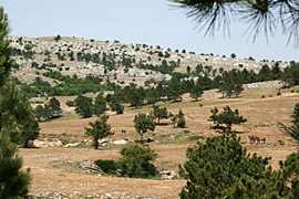 ������ ������